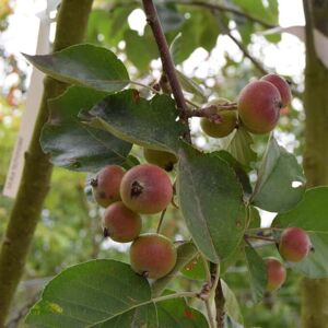 Malus tschonoskii 16-18 EHS